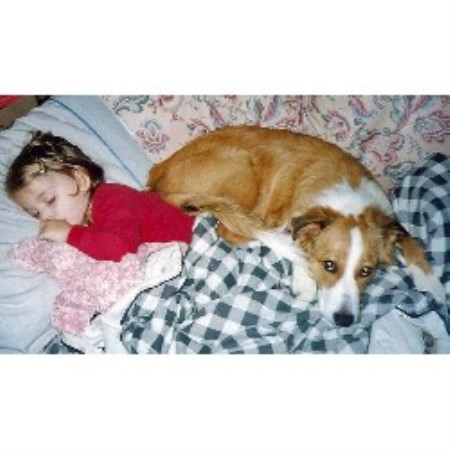 English Shepherd breeder in Hagaman New York