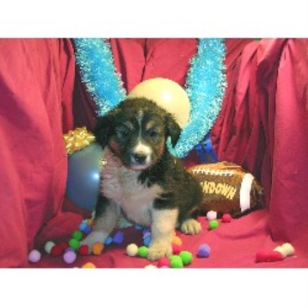 English Shepherd in New York picture 2