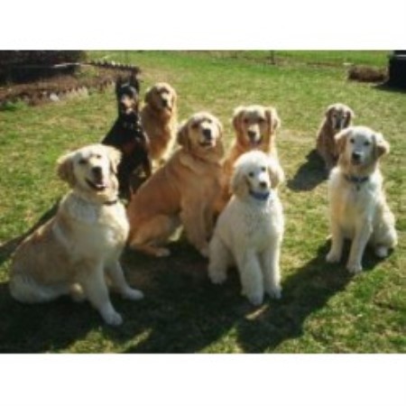 golden retriever puppies south dakota golden retriever breeders in south dakota freedoglistings breeds picture golden retriever puppies south dakota golden retriever breeders in south dakota freedoglistings breeds picture