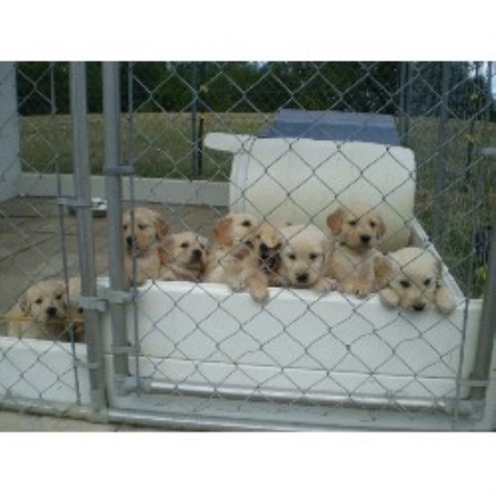 Golden Retriever in Ohio picture 2