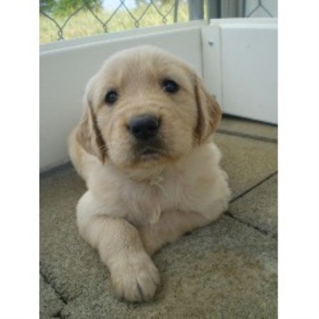 Golden Retriever in Ohio
