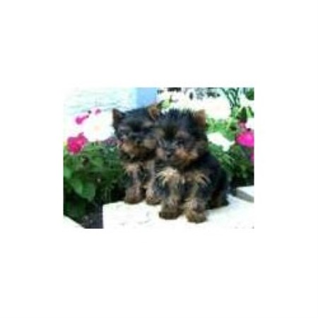 Puppies