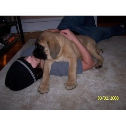 Mastiff in Connecticut