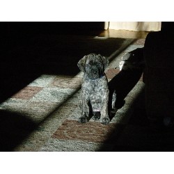 Mastiff breeder in Waterbury Connecticut