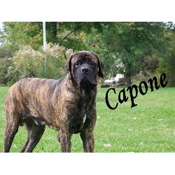 Mastiff breeder in Connecticut picture 2