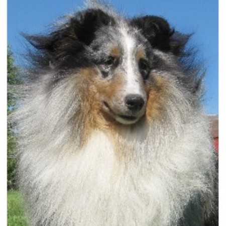 sheltie puppies ohio bach shelties shetland sheepdog breeder in troy ohio 45373 freedoglistings id sheltie puppies ohio bach shelties shetland sheepdog breeder in troy ohio 45373 freedoglistings id