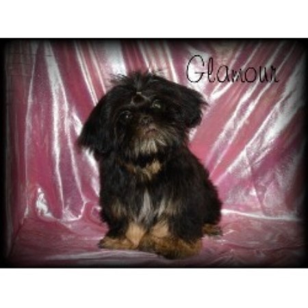 empress shih tzu empress shihtzu shih tzu breeder in oxford nebraska listing id 9617 empress shih tzu empress shihtzu shih tzu breeder in oxford nebraska listing id 9617