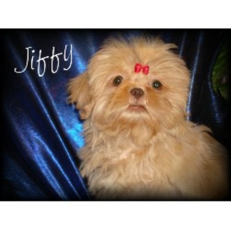 Shih Tzu in Nebraska picture 2