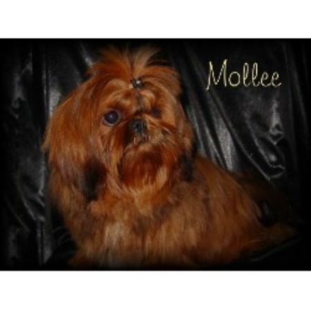 empress shih tzu empress shihtzu shih tzu breeder in oxford nebraska empress shih tzu empress shihtzu shih tzu breeder in oxford nebraska