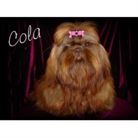 empress shih tzu empress shihtzu shih tzu breeder in oxford nebraska empress shih tzu empress shihtzu shih tzu breeder in oxford nebraska