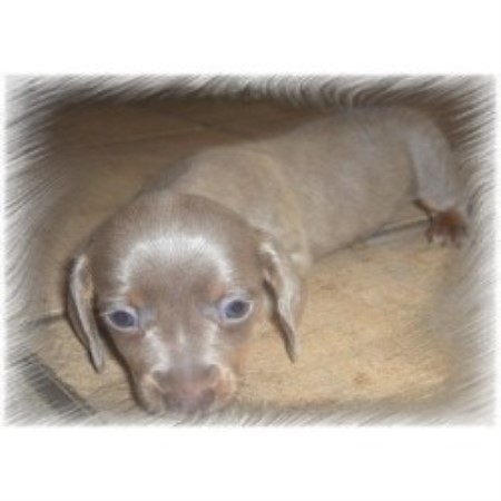 Doxie in Ohio picture 2