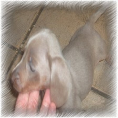 Doxie breeder in Ohio picture 2