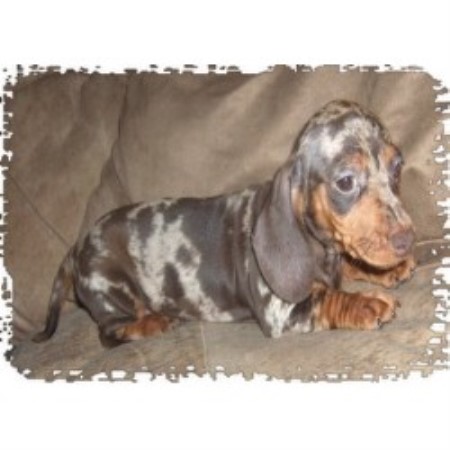 Dachshund breeder in Goshen Ohio