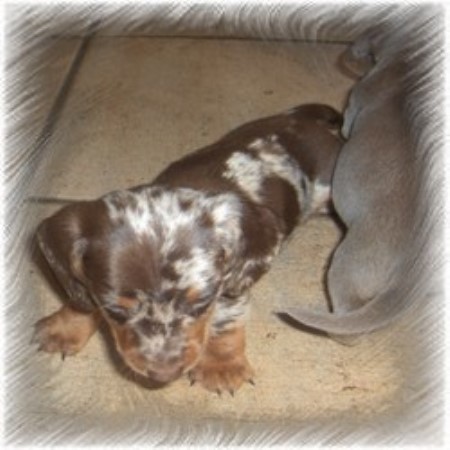 free dachshund puppies in tennessee dachshunds for sale in tennessee all dachshund breeders more dachshund breeds free dachshund puppies in tennessee dachshunds for sale in tennessee all dachshund breeders more dachshund breeds