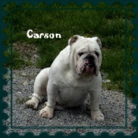 English Bulldog breeder in Goshen Ohio