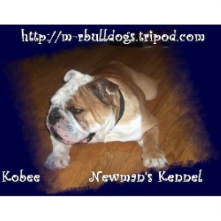 English Bulldog Breeder in Goshen, Ohio