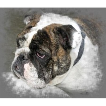 British Bulldog, Bulldog breeder in Ohio picture 2
