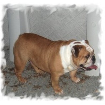 British Bulldog, Bulldog in Ohio