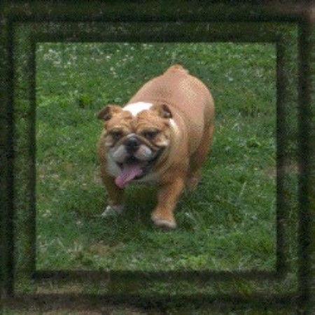 British Bulldog, Bulldog in Ohio picture 2