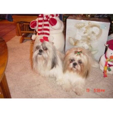 Shih Tzu breeder in Lincoln Missouri