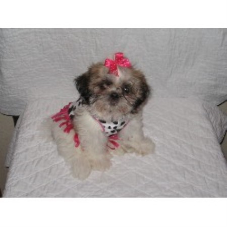 Shih Tzu breeder in Missouri picture 2