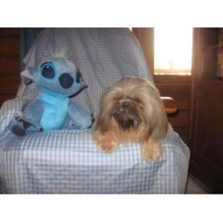 shih tzu puppies missouri shih tzu breeders in missouri freedoglistings breeds shih tzu puppies missouri shih tzu breeders in missouri freedoglistings breeds