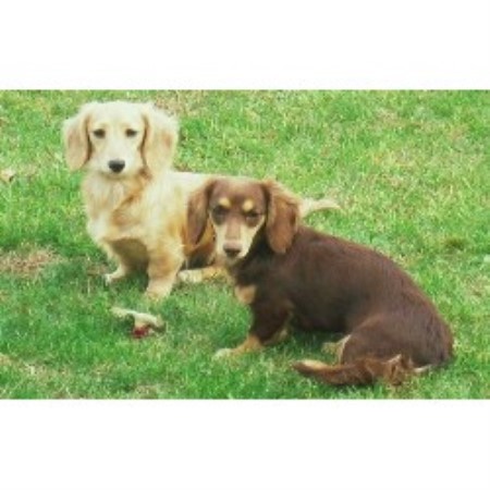 Dachshund Breeder in Middletown, New York