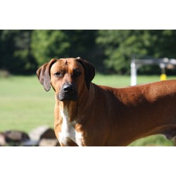 Rhodesian Ridgeback Breeder in Edinboro, Pennsylvania