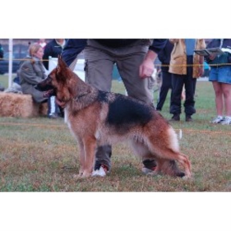 GSD,Alsatian in Connecticut picture 2