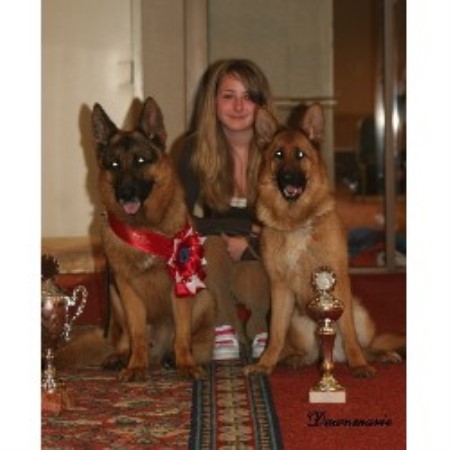 German Shepherd Dog breeder in Willington Connecticut