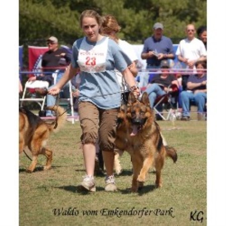 GSD,Alsatian breeder in Connecticut picture 2