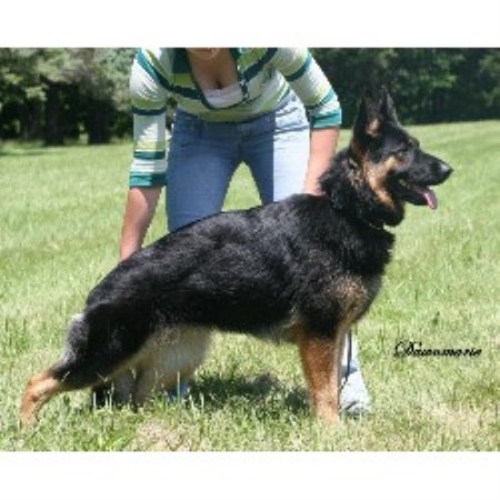 free puppies in ct grafenstein german shepherd breeder in willington connecticut free puppies in ct grafenstein german shepherd breeder in willington connecticut