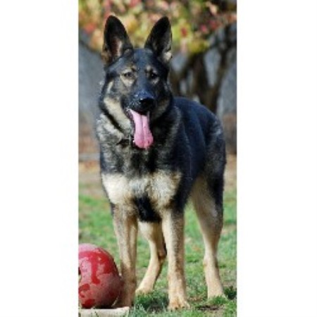 German Shepherd Dog Breeder in Rowley, Massachusetts