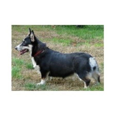 Pembroke Welsh Corgi Breeder in Rowley, Massachusetts