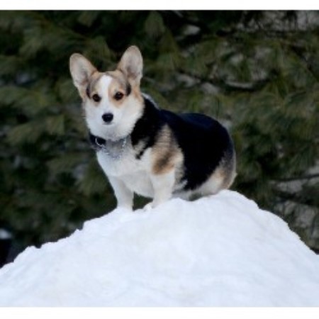 corgi puppies for sale in ma cooper s corgi s pembroke corgi breeder in rowley massachusetts corgi puppies for sale in ma cooper s corgi s pembroke corgi breeder in rowley massachusetts
