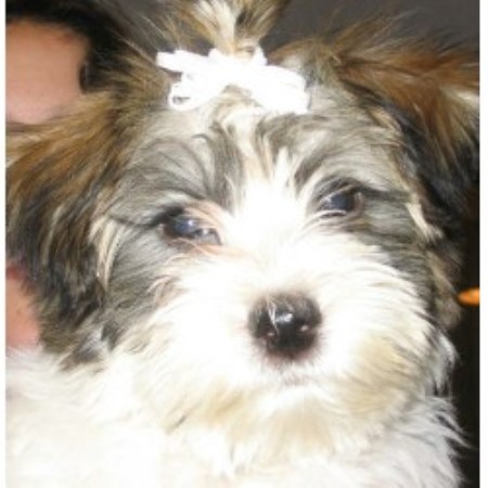 havanese breeders massachusetts homegrown havanese havanese breeder in upton massachusetts 01568 freedoglistings havanese breeders massachusetts homegrown havanese havanese breeder in upton massachusetts 01568 freedoglistings