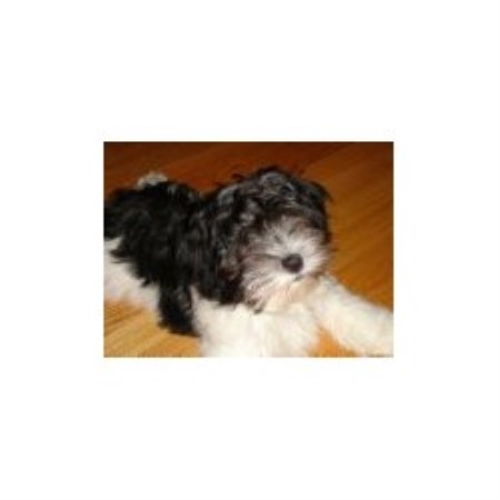 havanese puppies for sale in ma homegrown havanese havanese breeder in upton massachusetts 01568 freedoglistings havanese puppies for sale in ma homegrown havanese havanese breeder in upton massachusetts 01568 freedoglistings