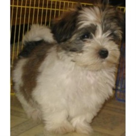havaneses puppies homegrown havanese havanese breeder in upton massachusetts listing id 9668 havaneses puppies homegrown havanese havanese breeder in upton massachusetts listing id 9668
