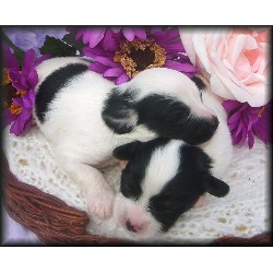 Papillon Breeder in Joyce, Washington