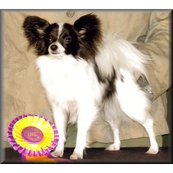 Papillon breeder in Washington picture 2