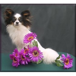 Papillon in Washington picture 2