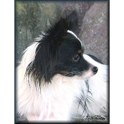 Papillon in Washington