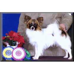 Papillon breeder in Joyce Washington