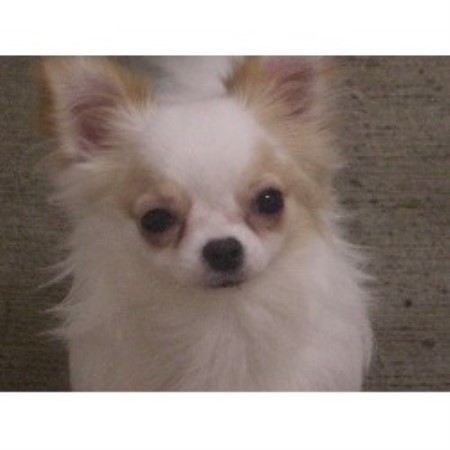 Chihuahua breeder in Edmonton Alberta