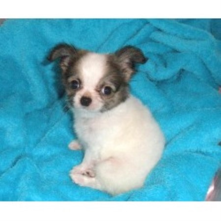 Chihuahua breeder in Hobe Sound Florida