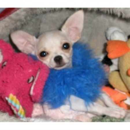 Chihuahua in Florida picture 2