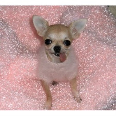 chihuahua puppies florida royal chihuahuas chihuahua breeder in hobe sound florida listing id 9671 chihuahua puppies florida royal chihuahuas chihuahua breeder in hobe sound florida listing id 9671