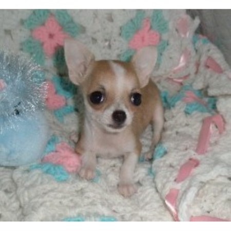 Chihuahua Breeder in Hobe Sound, Florida