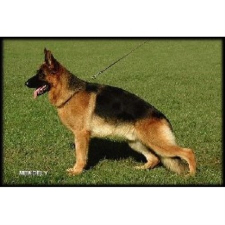 german shepherd puppies nh german shepherd gsd alsatian breeders in new hshire freedoglistings german shepherd puppies nh german shepherd gsd alsatian breeders in new hshire freedoglistings