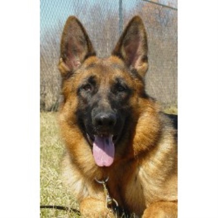 GSD,Alsatian in New Hampshire